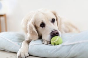 Dogs can worry